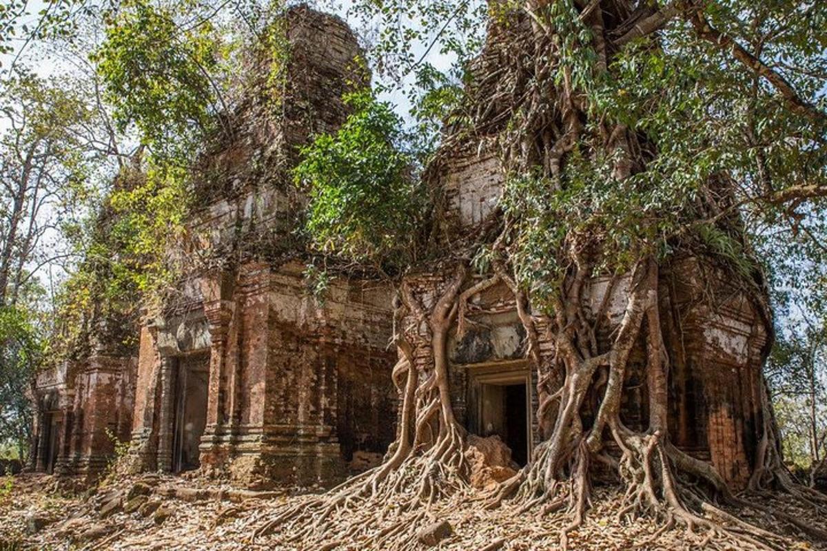 pokok yang tumbuh di tepi bangunan lama