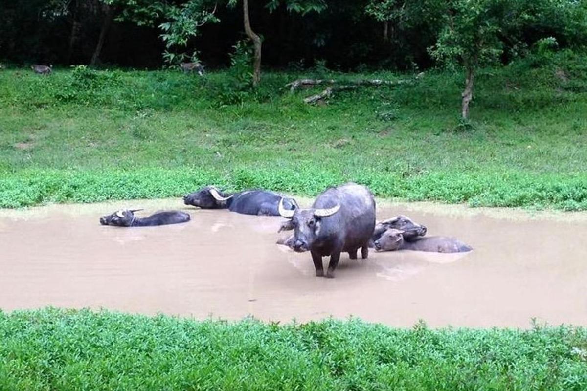 buffalo stendur í vatninu á akri