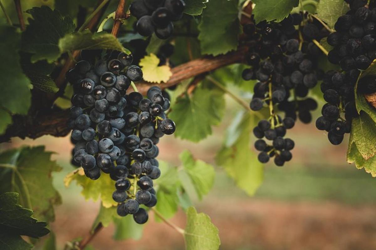 a bunch of black grapes hanging from a tree