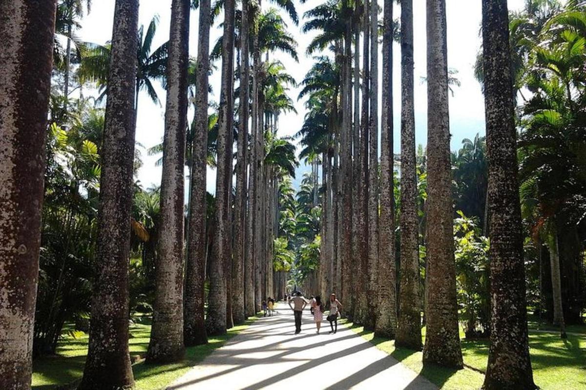 Un grupo de personas caminando por un sendero entre palmeras.