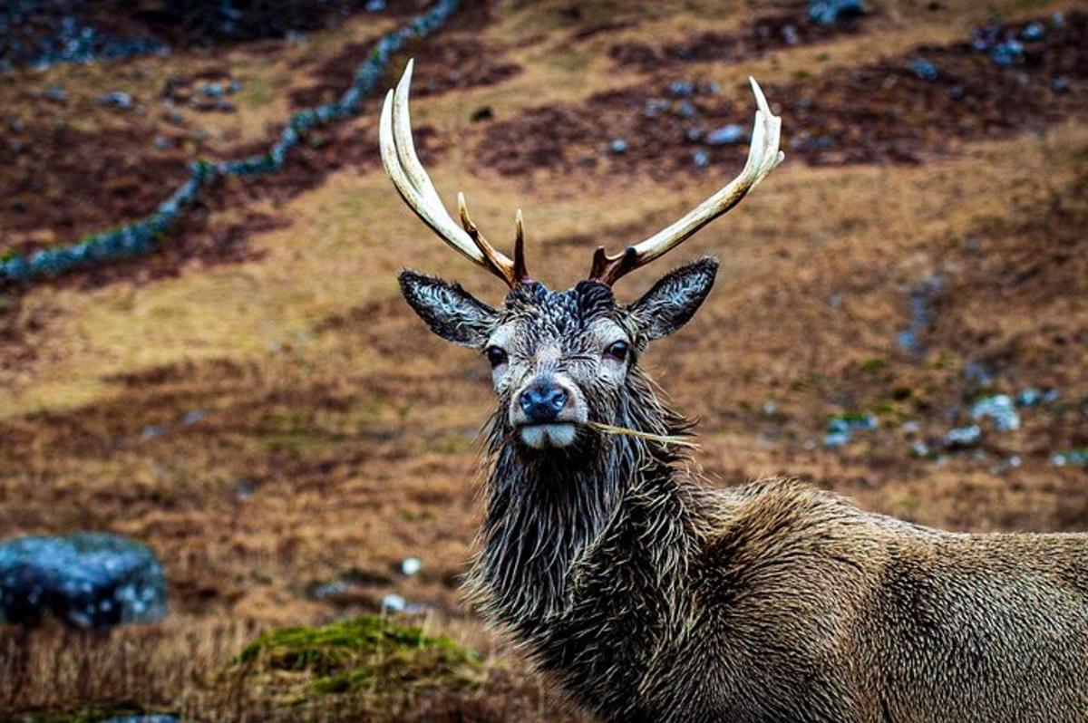 rusa dengan tanduk besar berdiri di padang