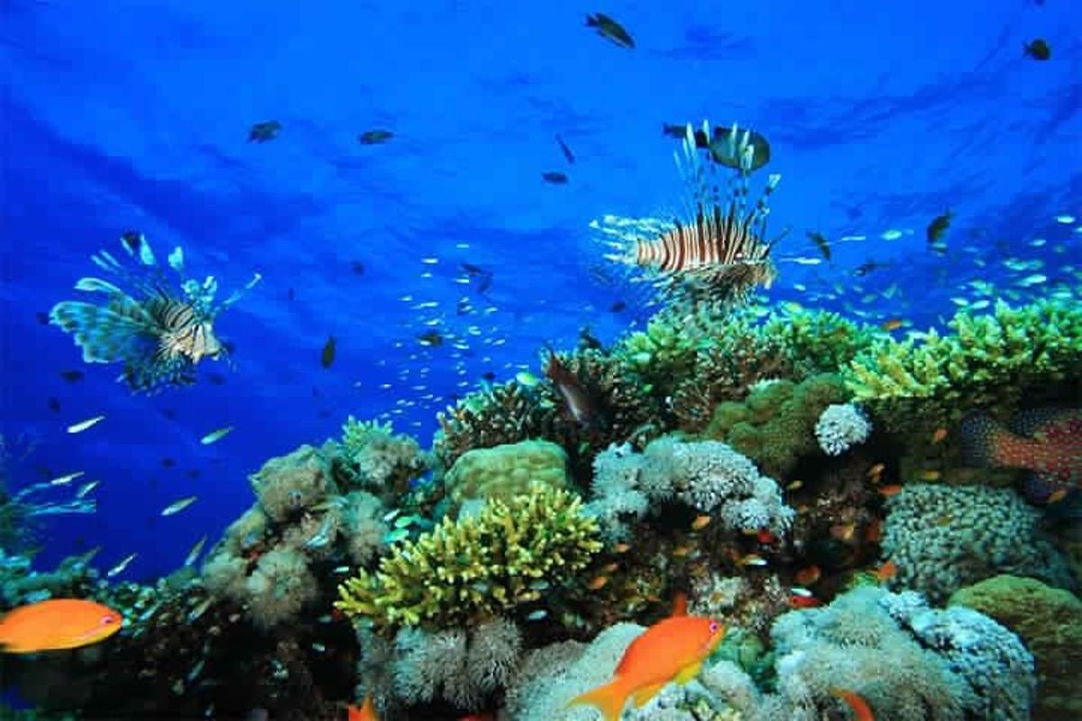 una barriera corallina con pesci nell'oceano