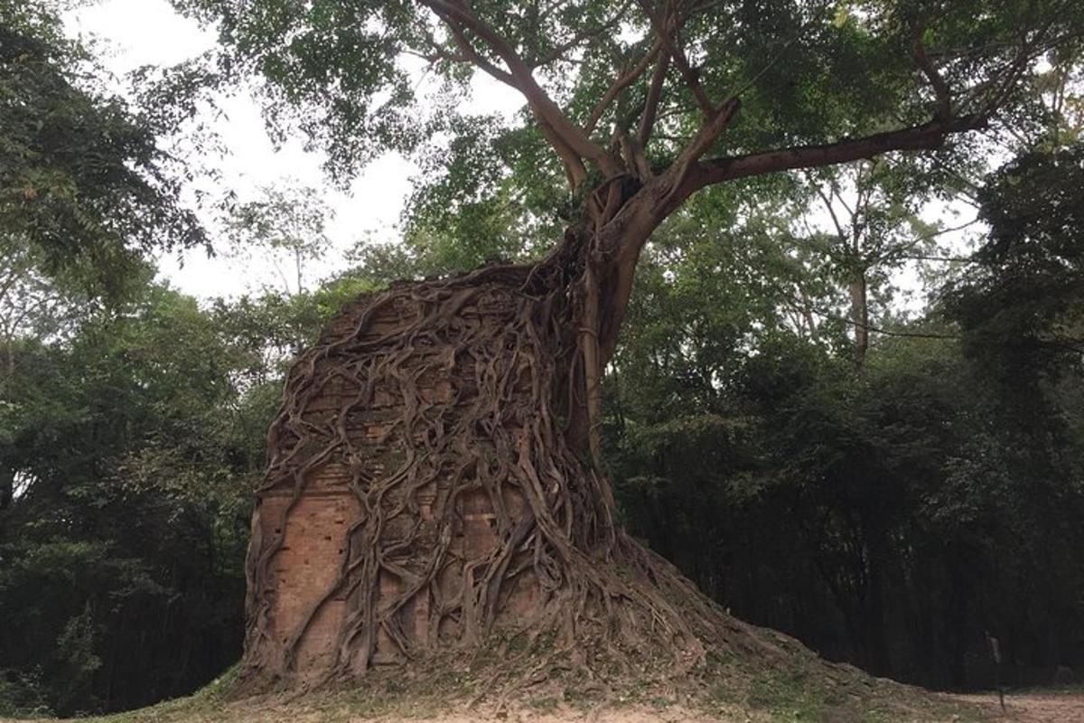 ein großer Baum mit seinen Wurzeln