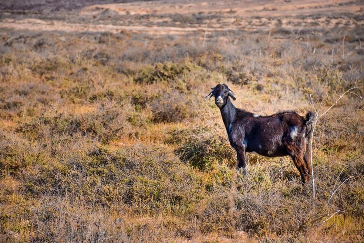 uma cabra parada em um campo de grama