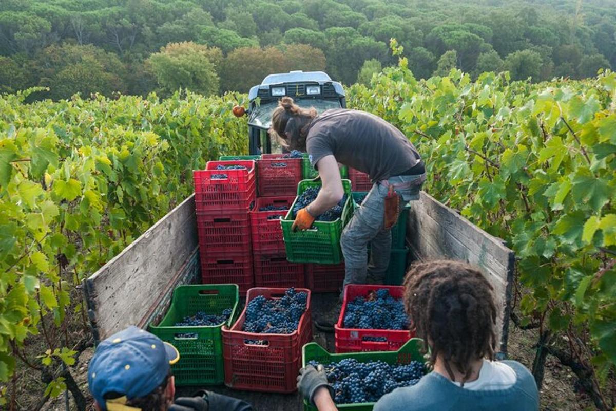 Un grupo de personas en un campo con cajas de uvas.