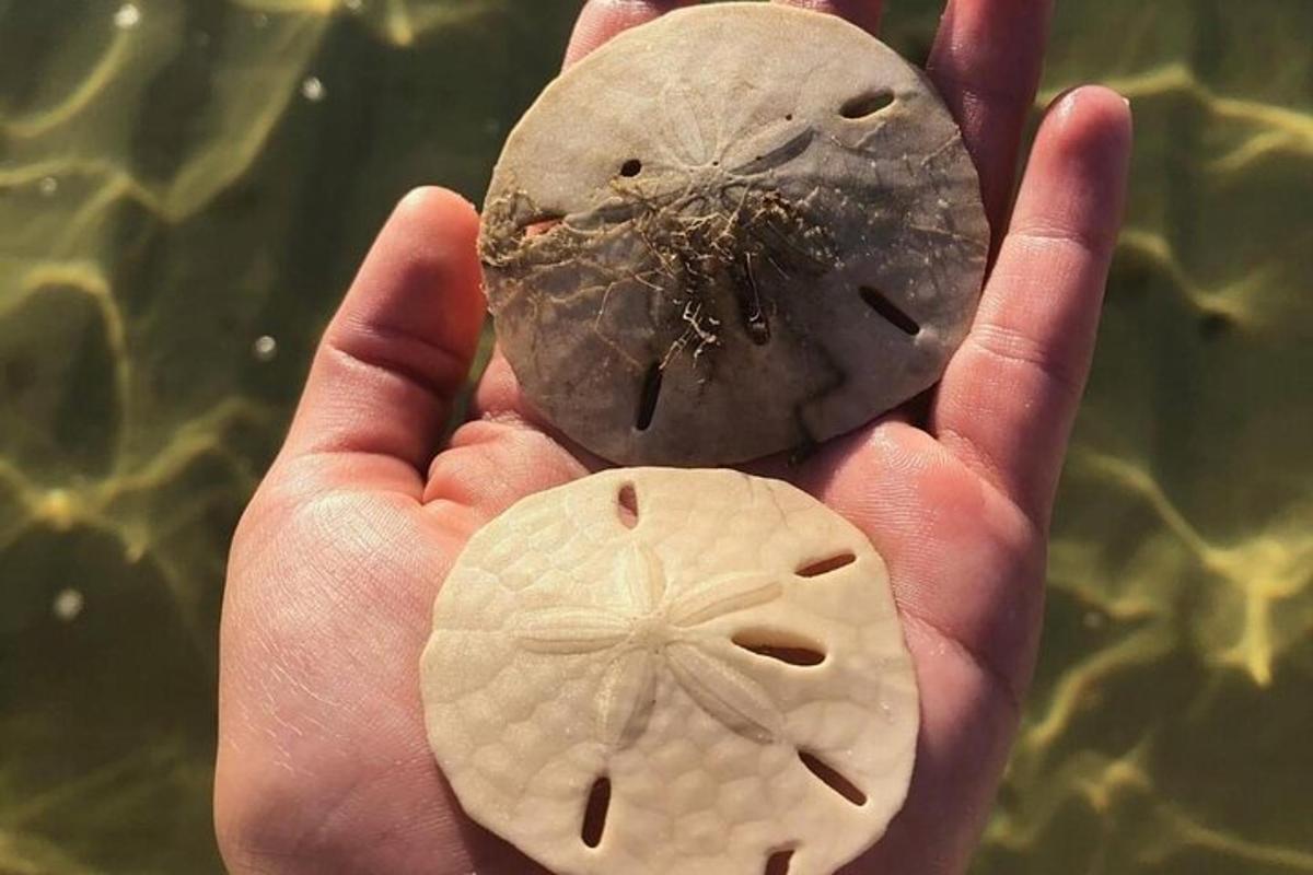 一只手拿着两只牡蛎，旁边是一些水