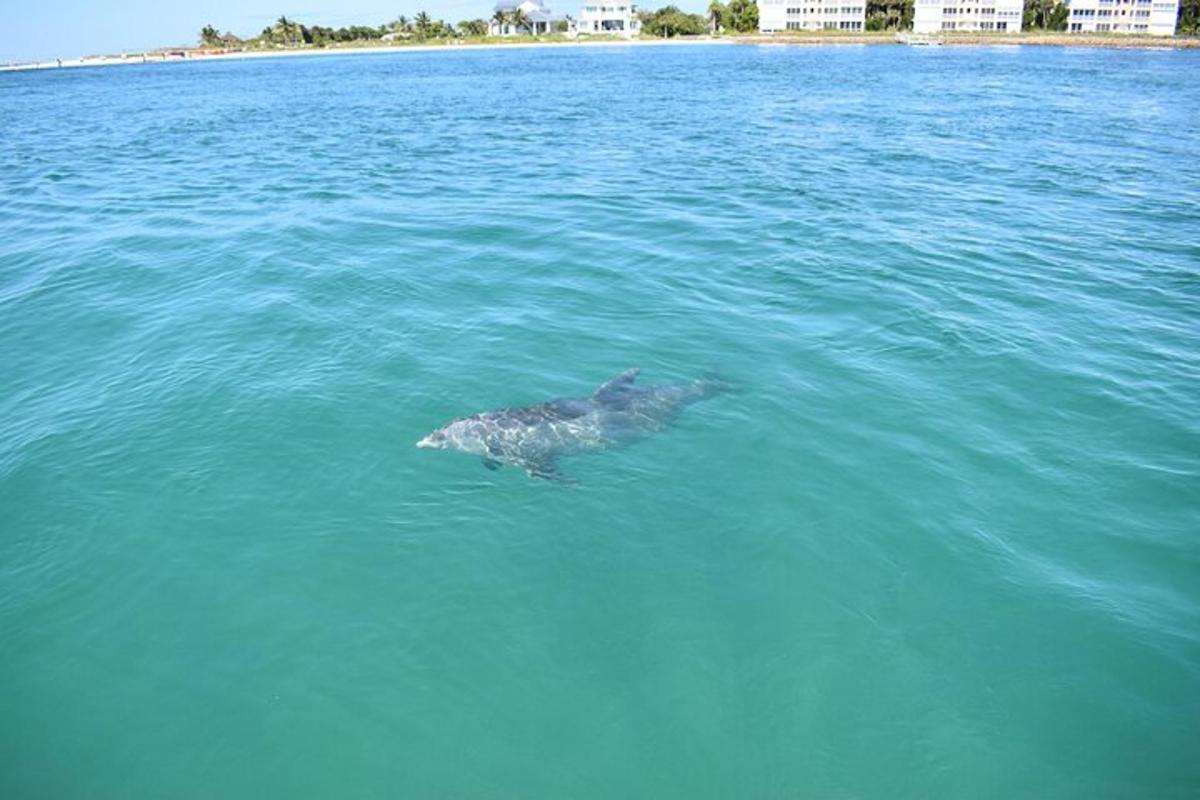 an alligator swimming in the water in the ocean