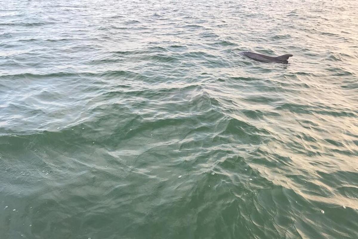 a dolphin swimming in the water