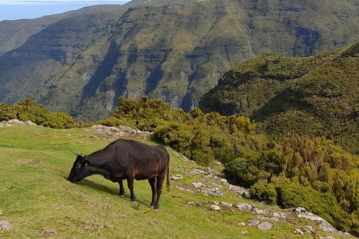 a black cow standing on a grassy hill with a mountain