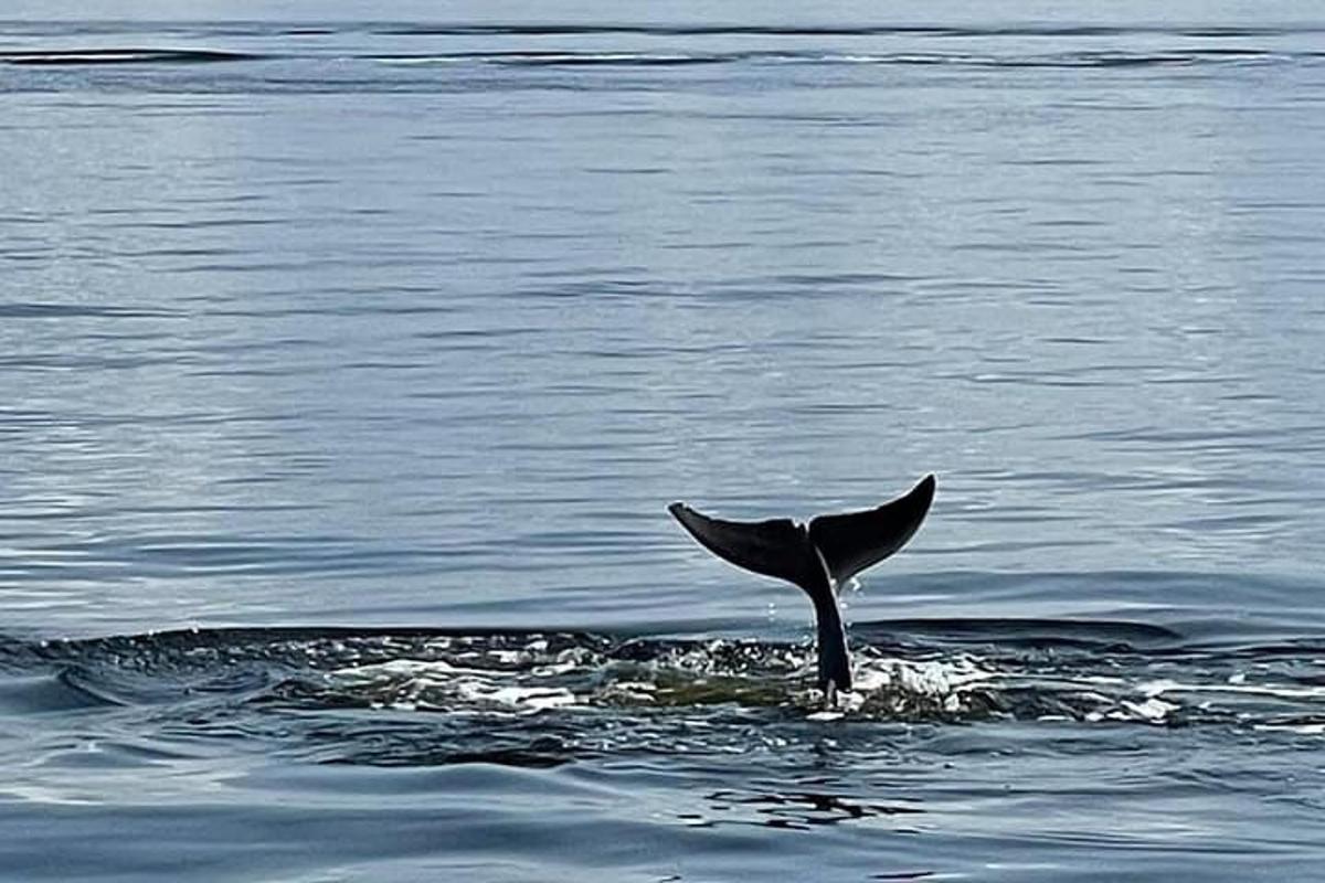 a bird standing in the water with its wings out