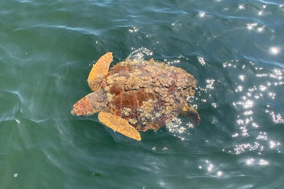 a turtle is swimming in the water