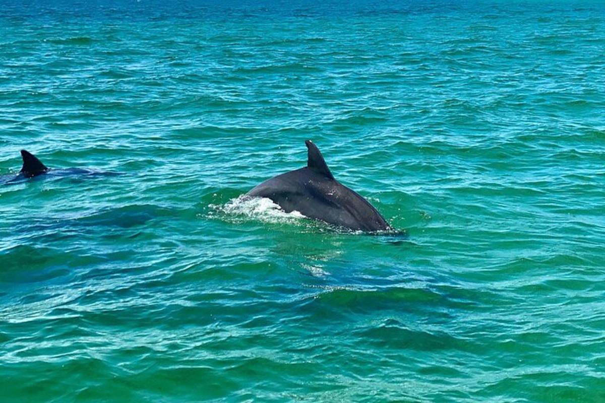 a couple of dolphins swimming in the water