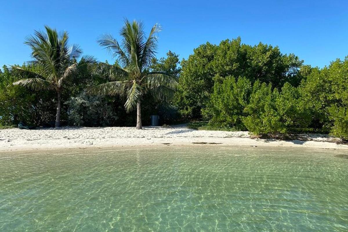 a beach with two palm trees and the water
