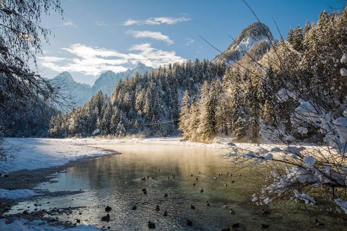 un fiume con un gruppo di anatre nell'acqua