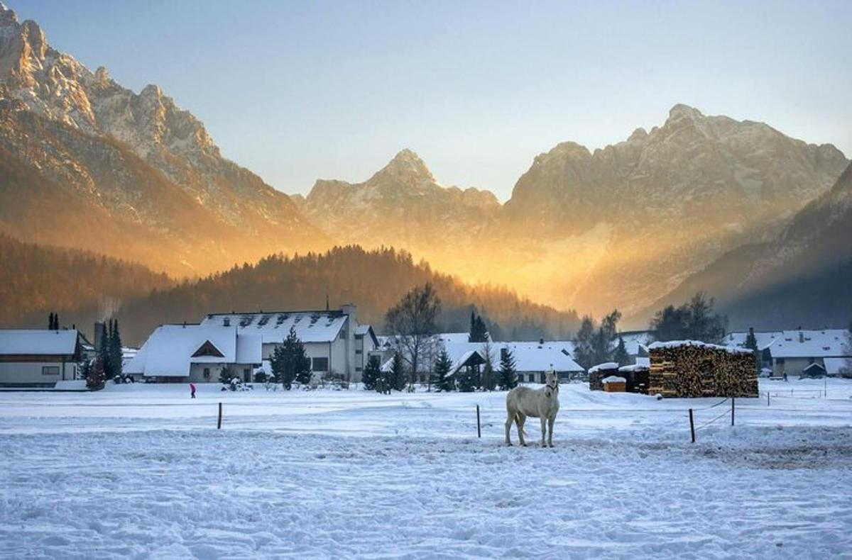 un cavallo in piedi in un campo innevato con montagne