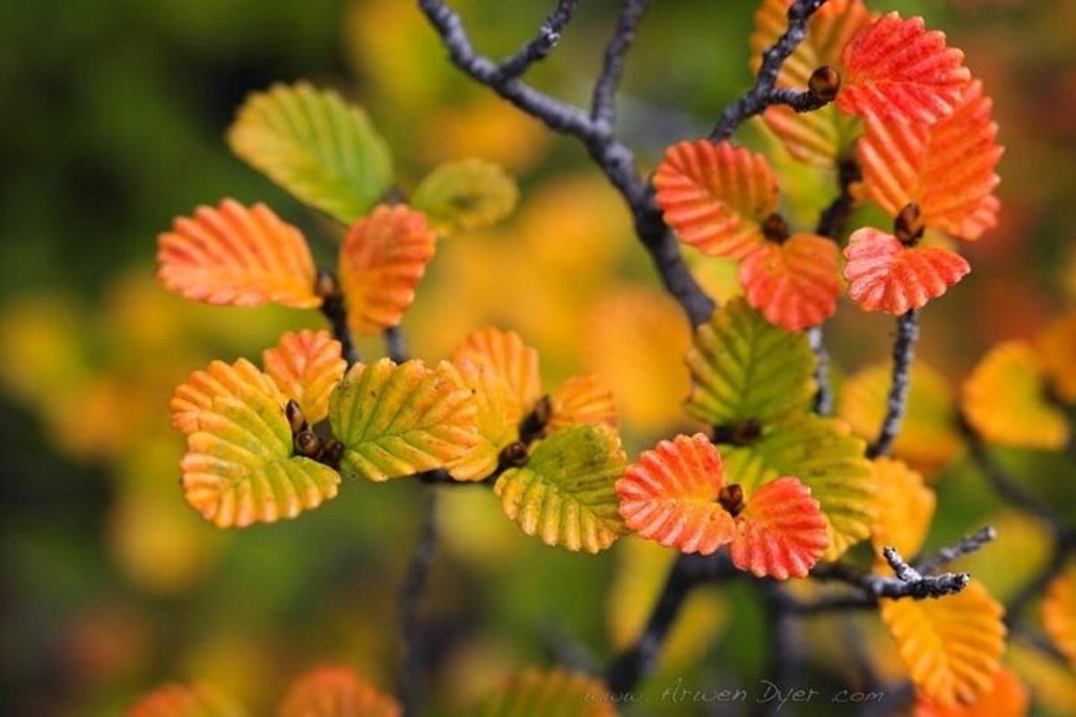 un gruppo di foglie arancioni e verdi su un albero