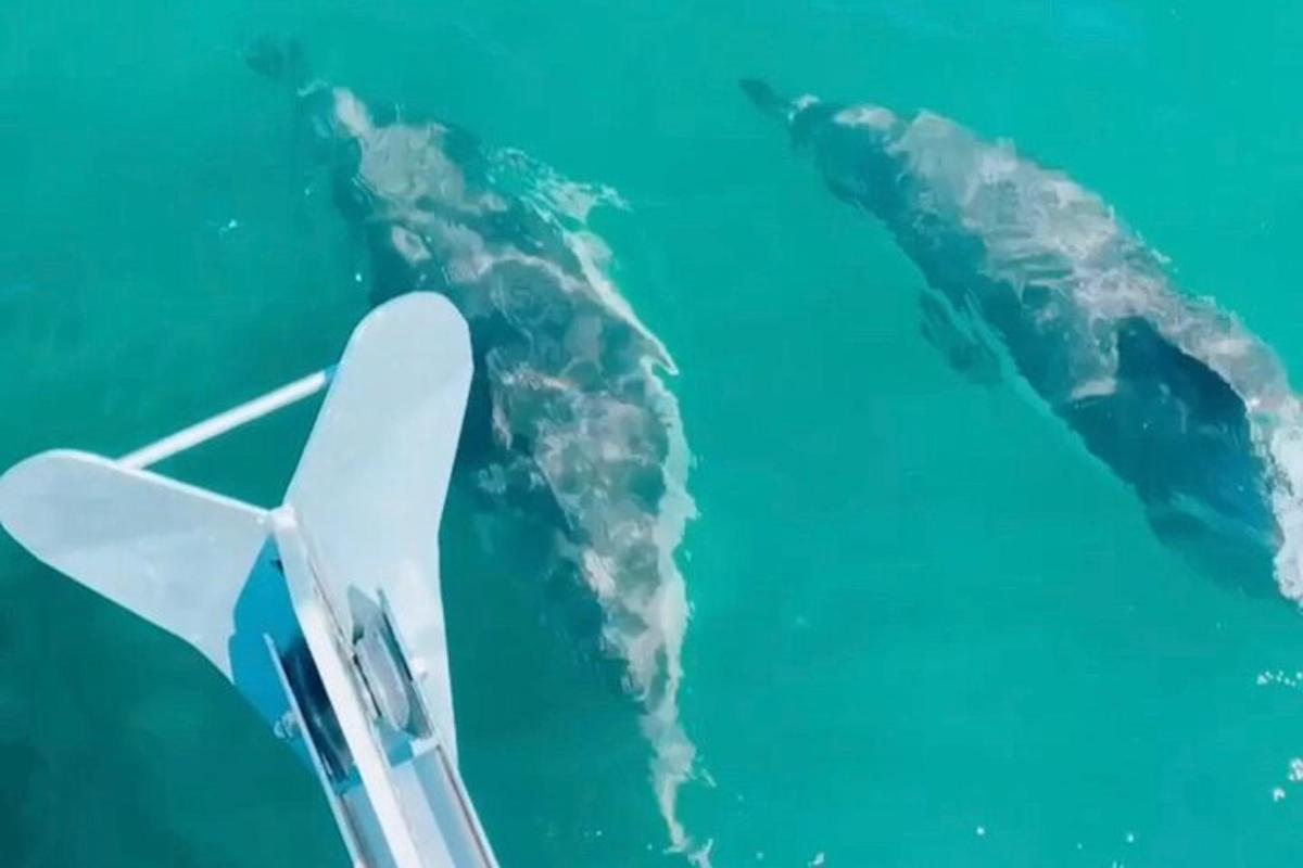 Una ballena nadando junto a un barco en el agua