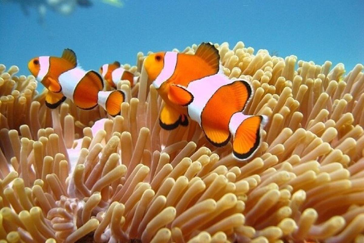 a group of clown fish swimming over an ocean coral