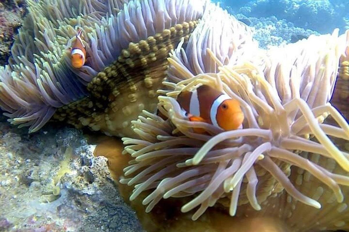 two clown fish in an anemonessenalsenalsenalsenalsenalsenalsenalsenal