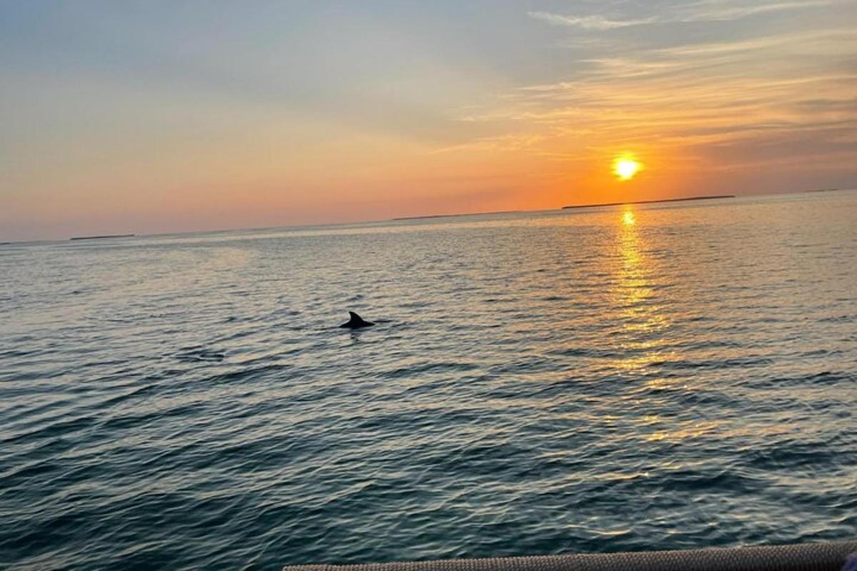 a dolphin swimming in the ocean at sunset