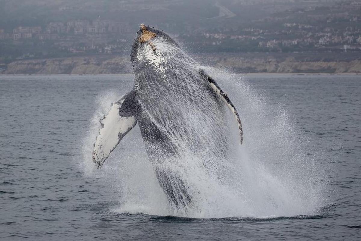 a humpback whale jumping out of the water