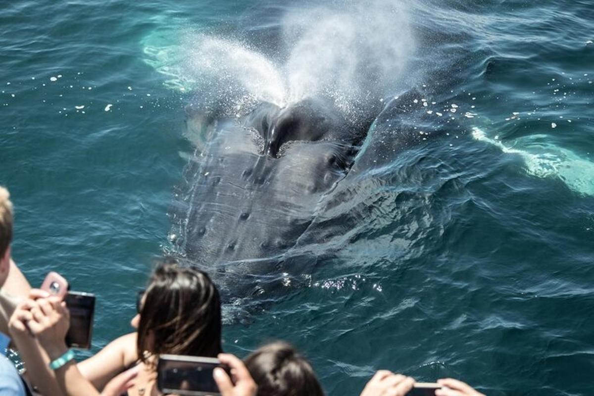 a group of people taking pictures of a dolphin in the water