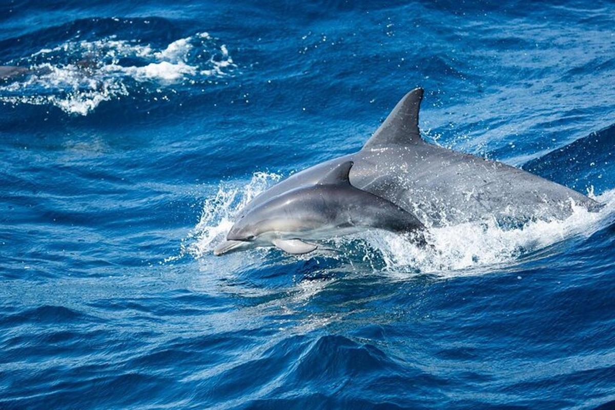 a dolphin swimming in the water in the ocean