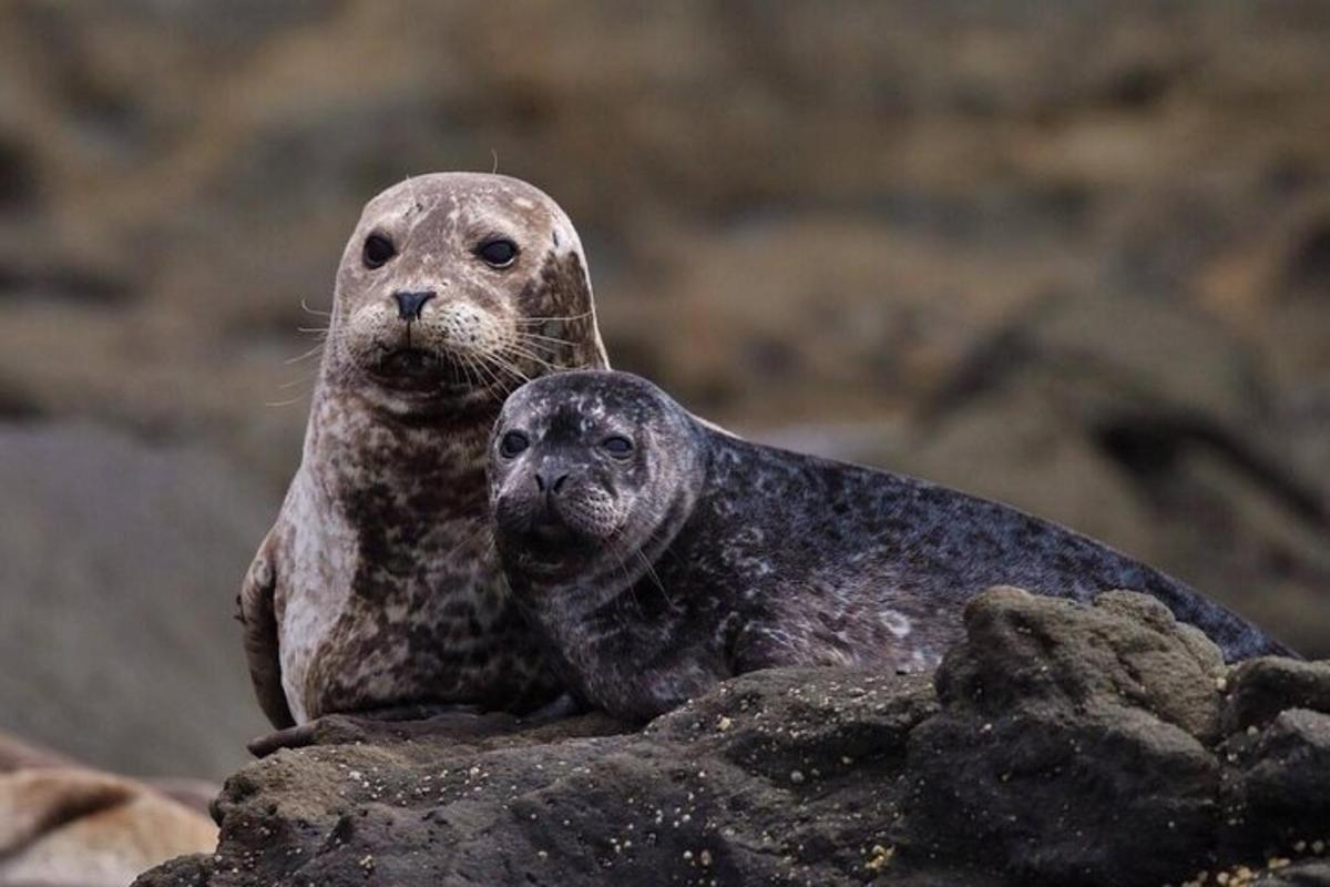 a couple of seals sitting on a rock