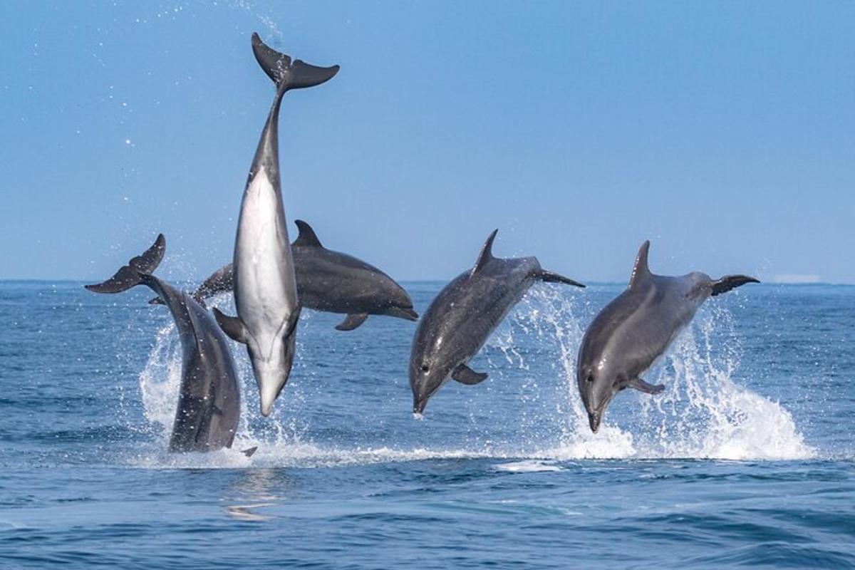 um grupo de golfinhos pulando na água