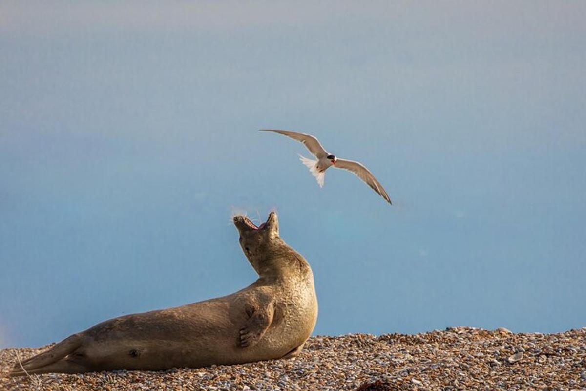 a seal sitting on a beach with a bird