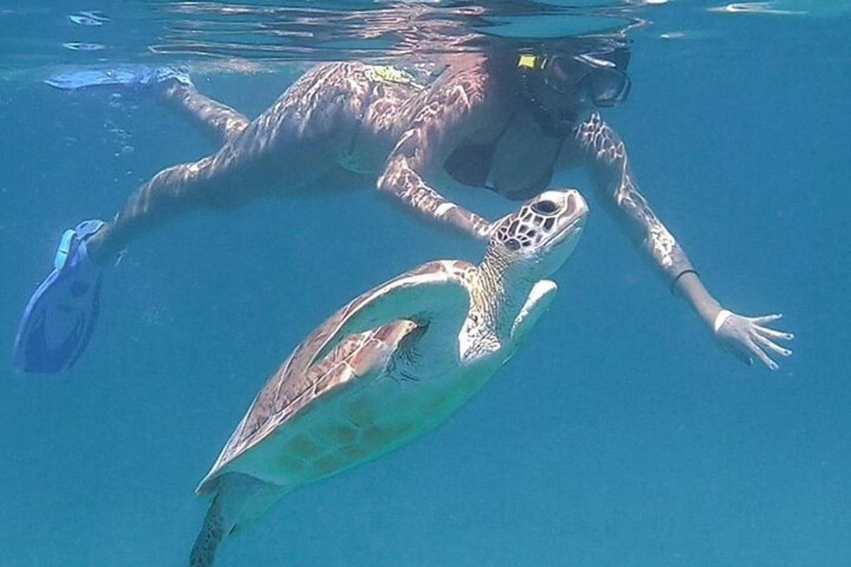a person swimming next to a turtle in the water