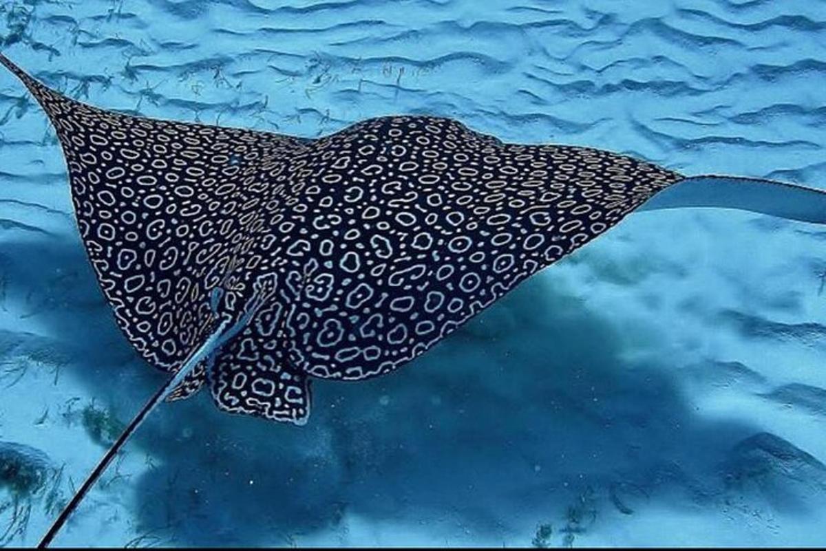 a black and white whale shark swimming in the water