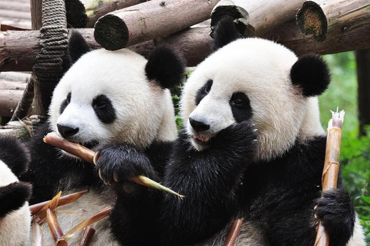 three panda
