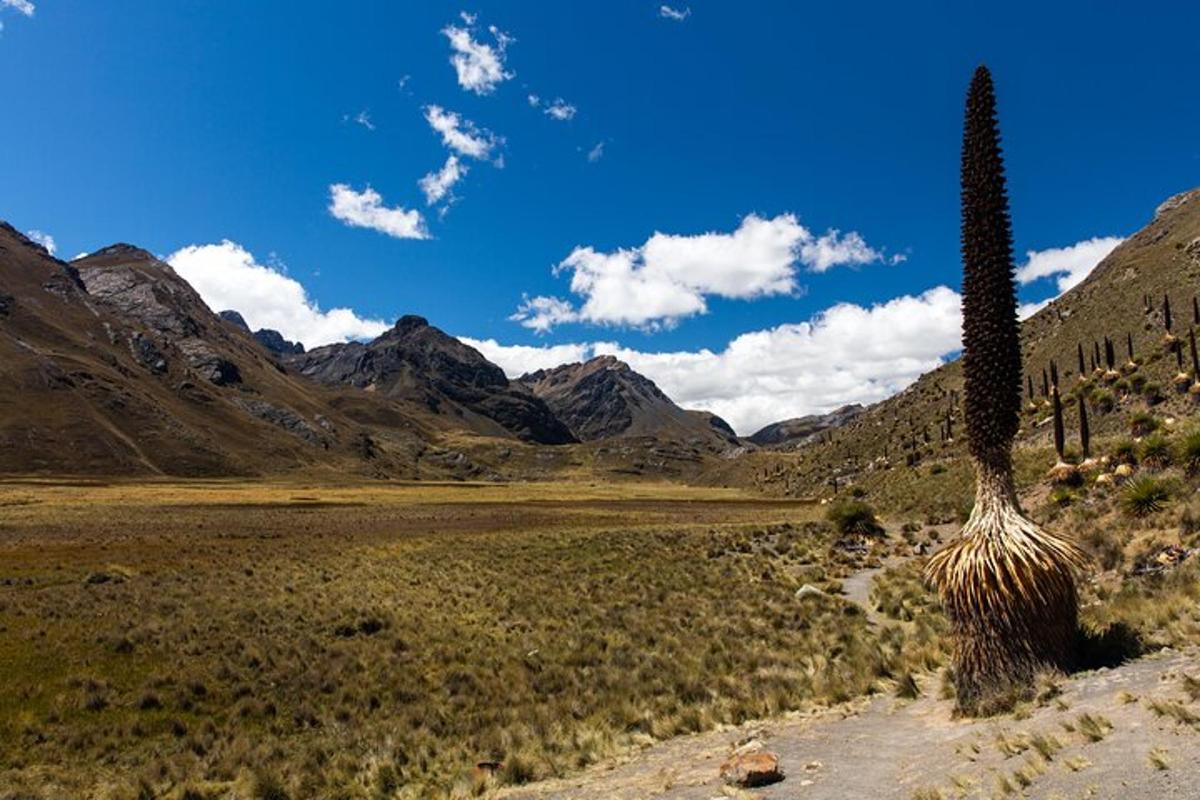 a cactus in the middle of a desert with mountains