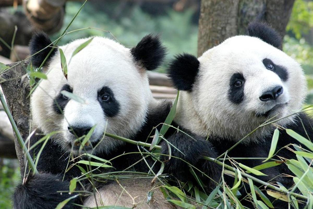 two panda bears are sitting in the grass