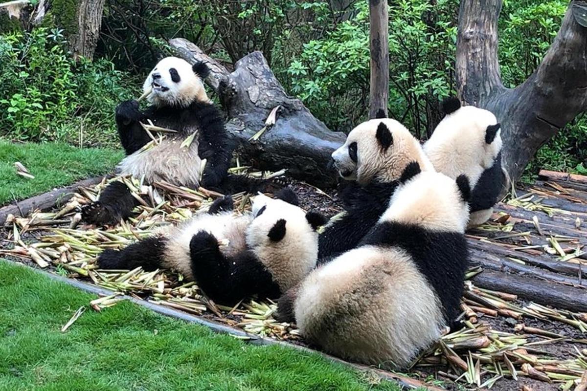 一群熊猫坐在草地上
