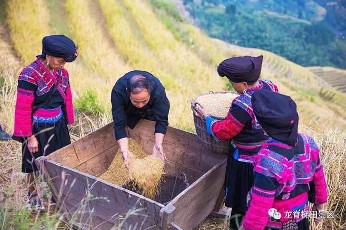 a group of three women harvest hay from a field