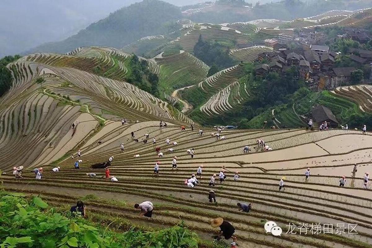 a group of people on a hill with terraced fields