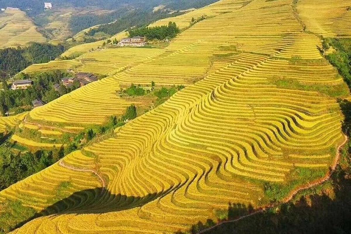 an aerial view of a field of crops on a hill
