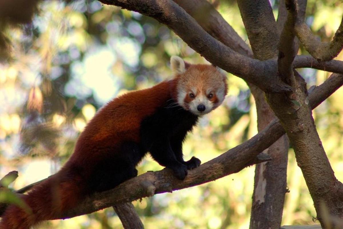 egy vörös panda ül egy faágon