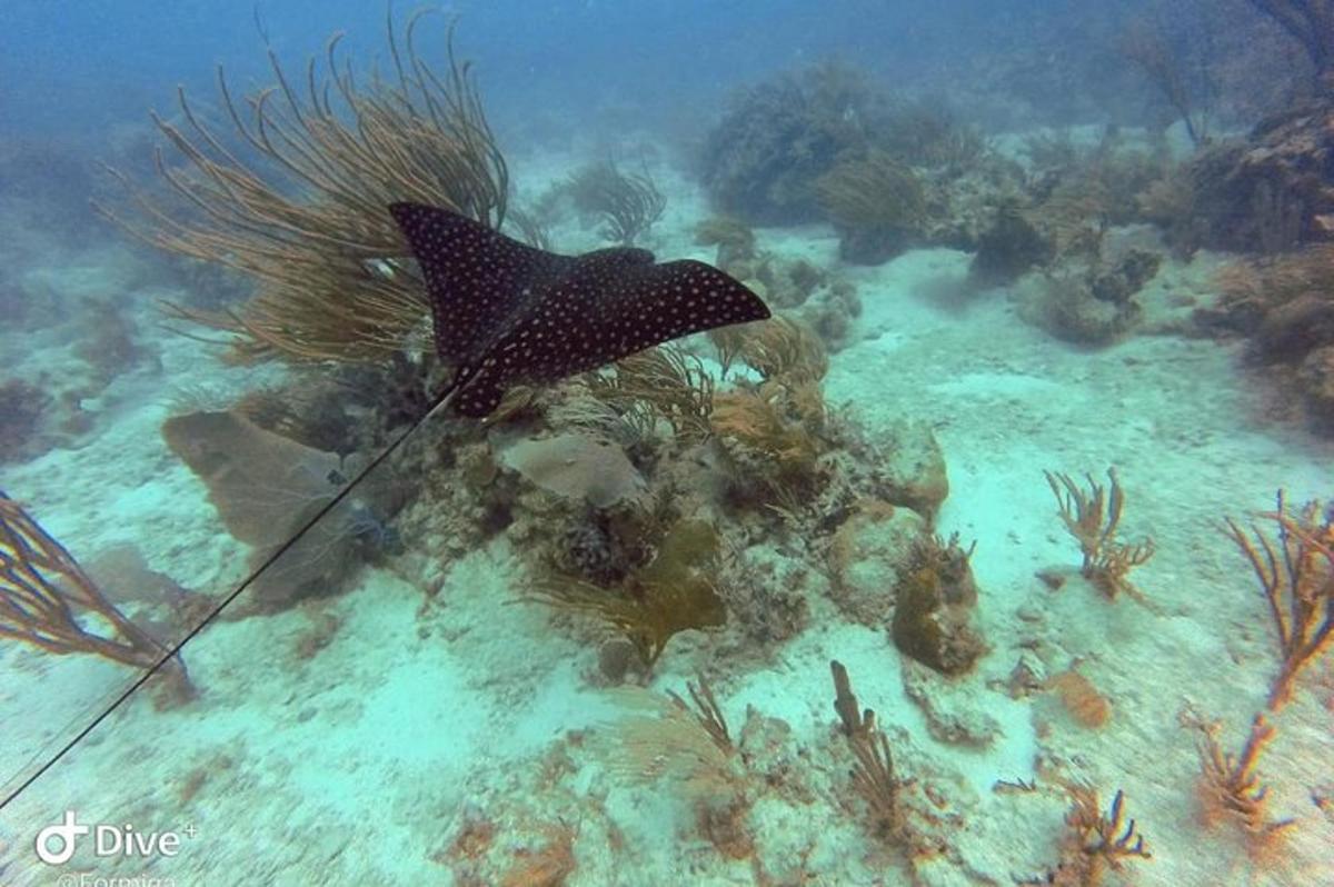 a stingray swimming in the ocean with a coral reef