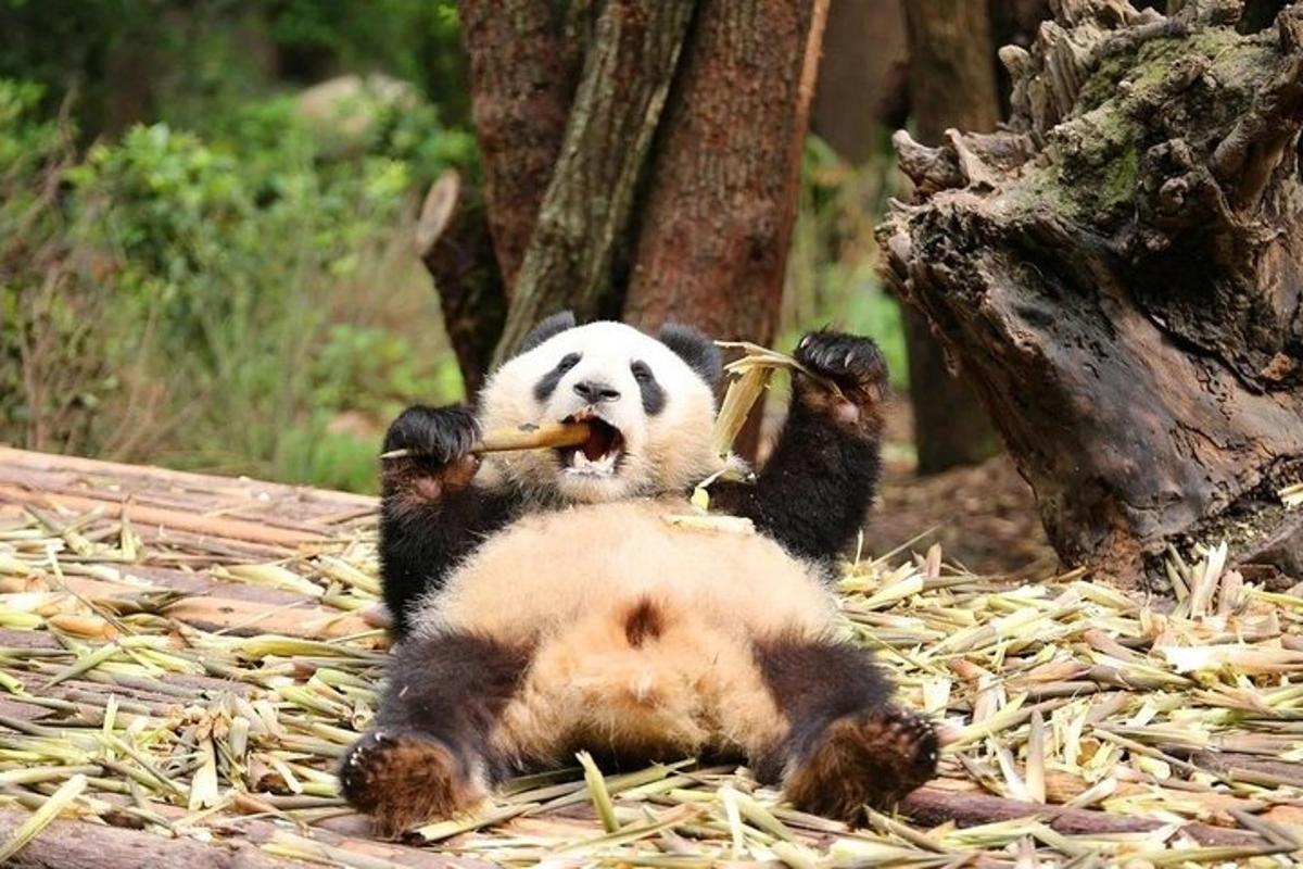 panda leži na tleh in je banano