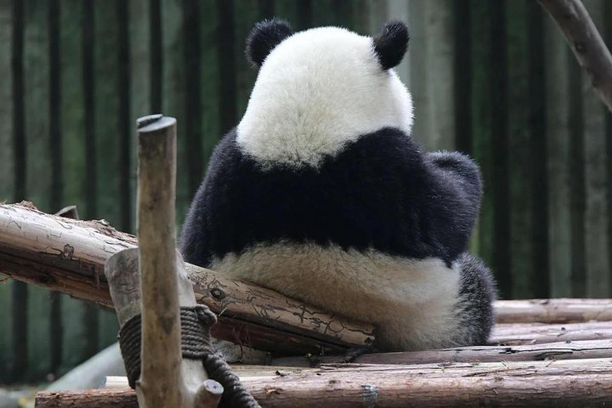panda sedi na drevesni veji