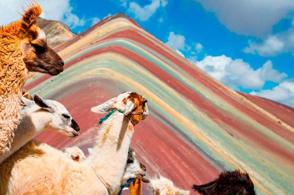un gruppo di lama in piedi di fronte a una montagna