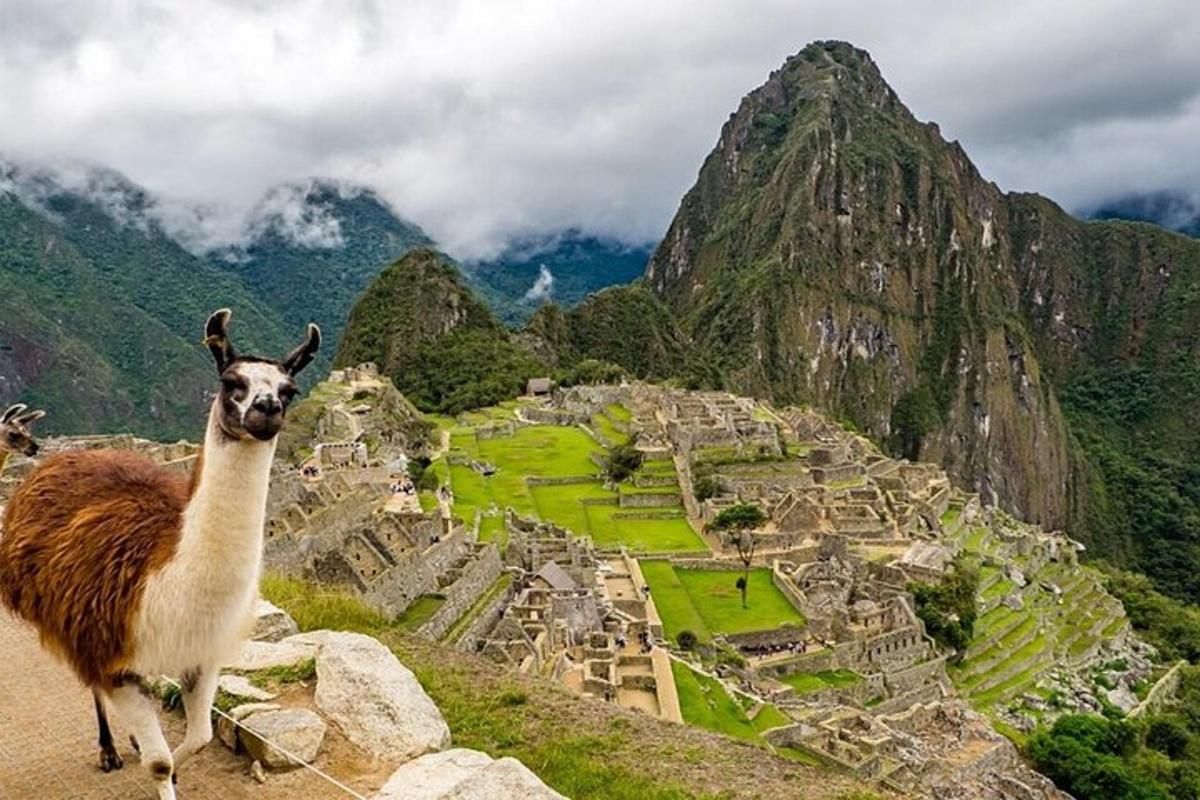 llama berdiri di atas gunung