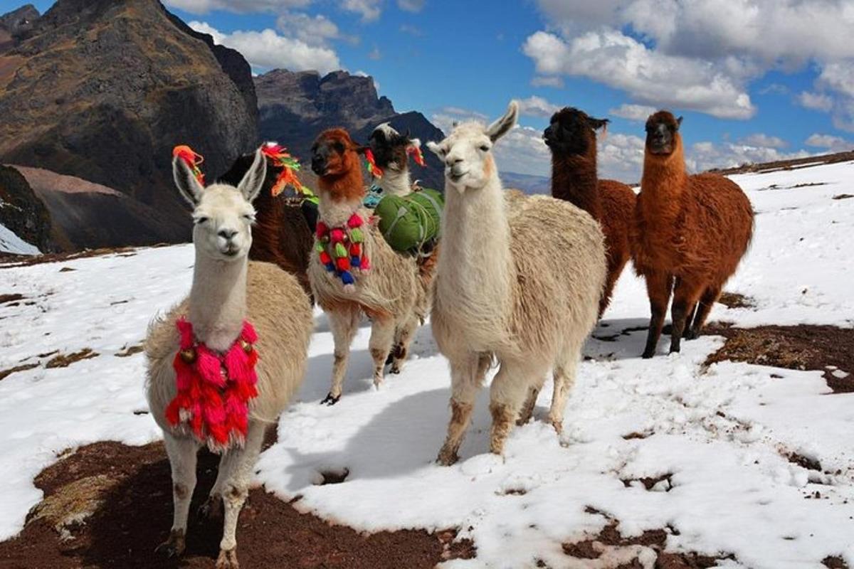 un gruppo di lama in piedi nella neve