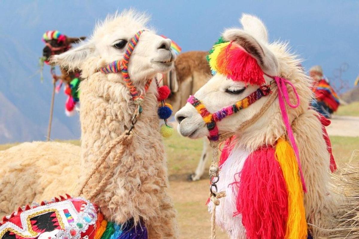 due lama in piedi uno accanto all'altro in un campo