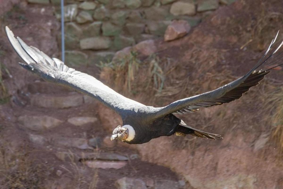 a bird flying in the air with its wings out