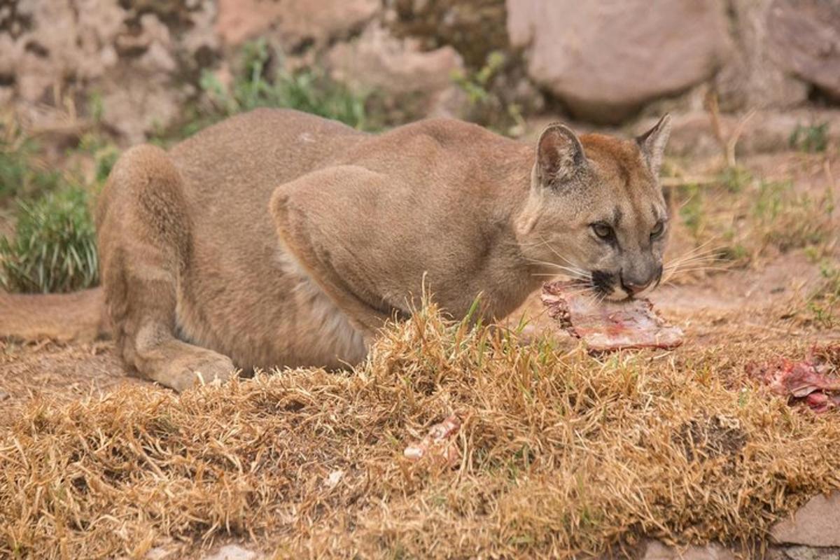 a cougar eating a piece of food in the grass