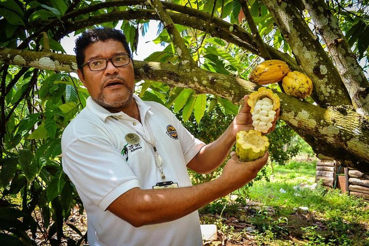 a man is holding a bunch of fruit on a tree